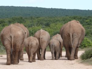 elephants, elephant herd, herd-334456.jpg